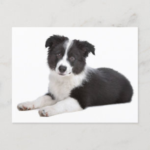 Border Collie Puppy Dog - Blank, Hello, thank you Postcard