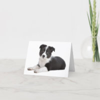 Border Collie Puppy Dog Blank Note Card