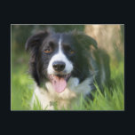 Border Collie Puppy Dog - Blank Postcard<br><div class="desc">Brighten someone's day with a happy Border Collie note. In this modern day of technology nothing is sweeter than to receive a handwritten note in the mail from friends and family. This fun canine postcard features a portrait of a happy black and white Border Collie puppy dog with a natural...</div>
