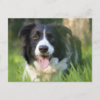 Border Collie Puppy Dog - Blank
