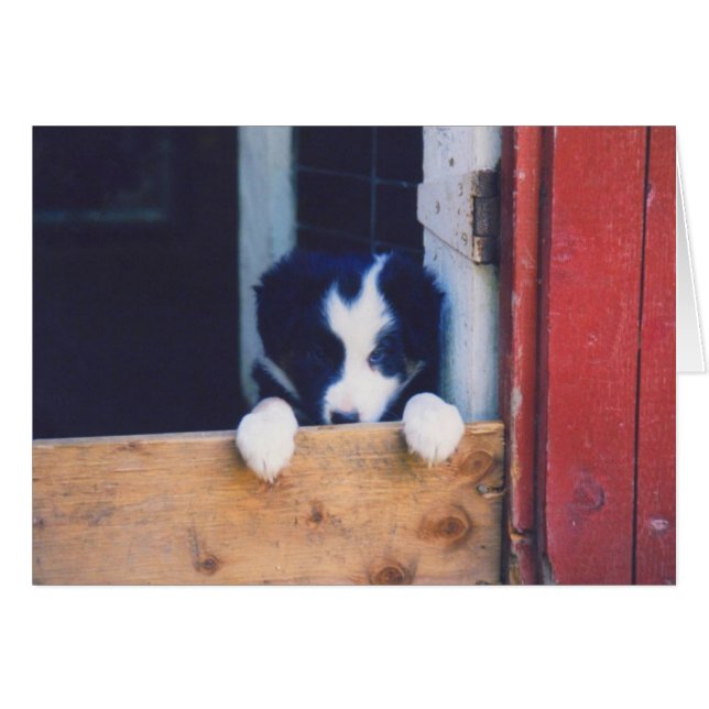 Border Collie Puppy Dog Card (Front Horizontal)