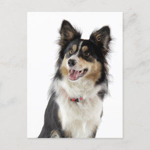 Border Collie Puppy Dog Greeting Post Card
