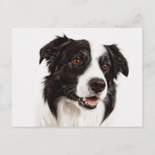 Border Collie Puppy Dog - Hello, Love, Miss You Postcard