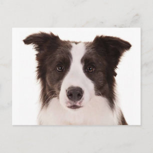 Border Collie Puppy Dog - Hello, Thinking of You Postcard