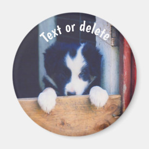 Border Collie Puppy Dog Personalized Magnet