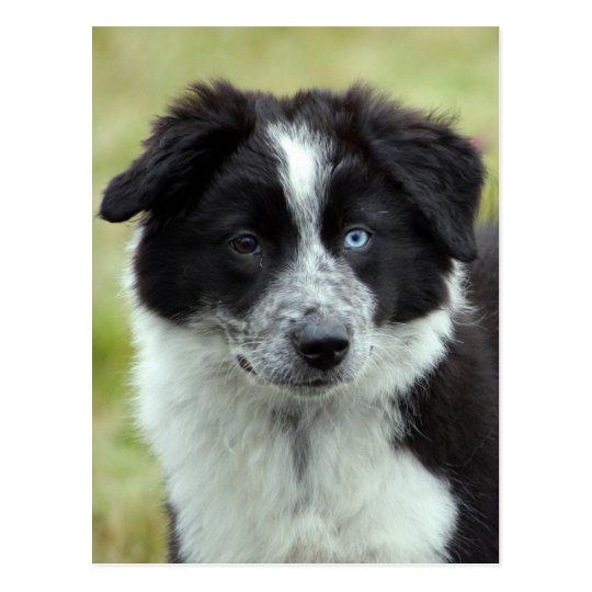 Border Collie puppy dog postcard