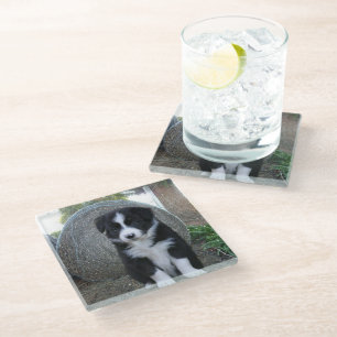 Border Collie Puppy Farm Life, Glass Coaster