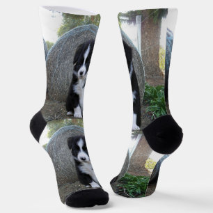 Border Collie Puppy Farm Life, Socks