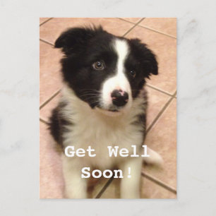 Border Collie Puppy Get Well Postcard