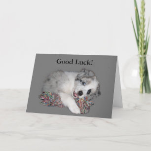 Border Collie puppy good luck card