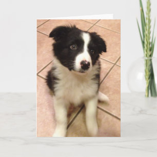 Border Collie Puppy Greeting Card