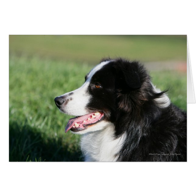 Border Collie Puppy Laying Down (Front Horizontal)