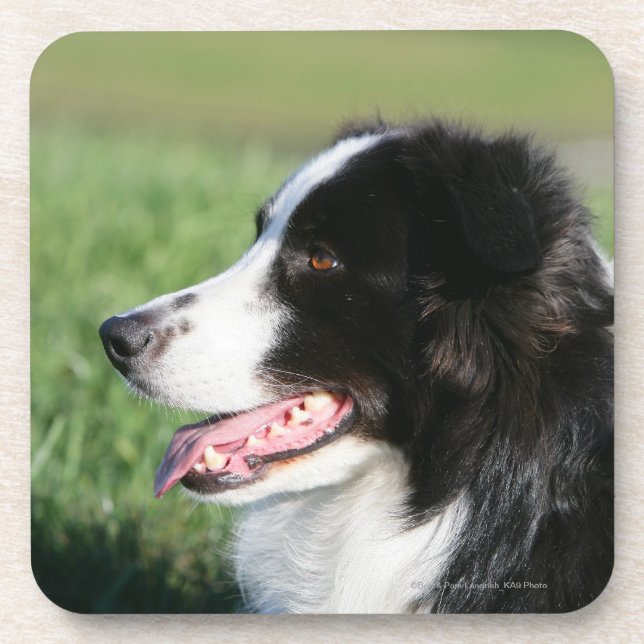 Border Collie Puppy Laying Down Coaster (Front)