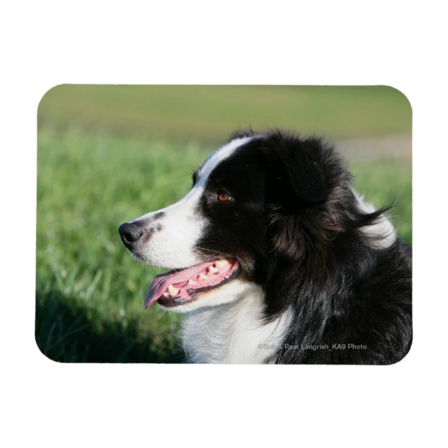 Border Collie Puppy Laying Down Magnet (Horizontal)