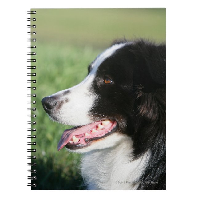 Border Collie Puppy Laying Down Notebook (Front)