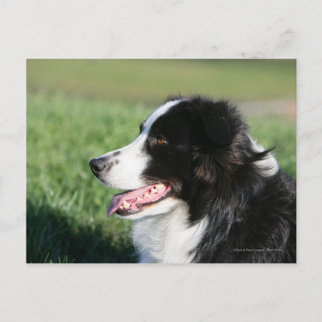 Border Collie Puppy Laying Down Postcard (Front)