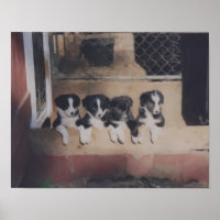 Border Collie Puppy Litter Oil Painting