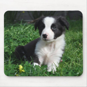 Border collie puppy mouse pad