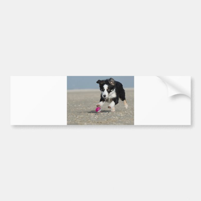 border collie puppy on beach with toy bumper sticker (Front)