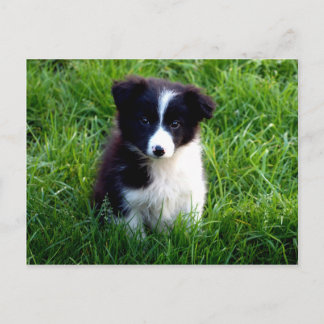 Border Collie Puppy Postcard
