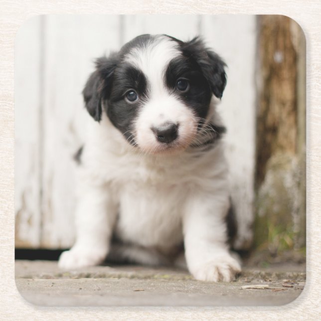 Border Collie Puppy Square Paper Coaster (Front)