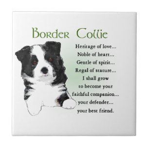 Border Collie Puppy Tile