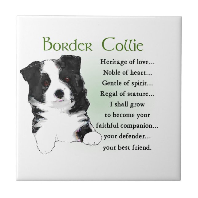 Border Collie Puppy Tile (Front)