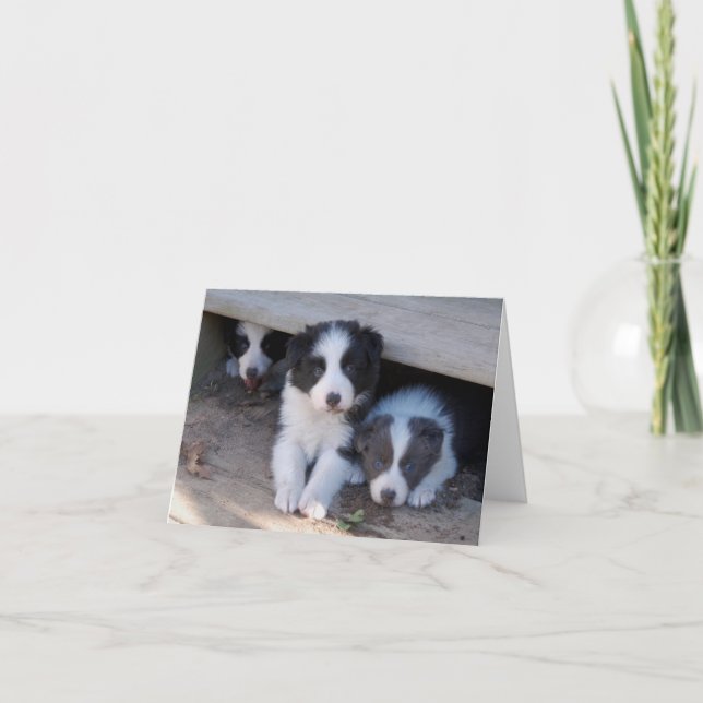 Border Collie Puppy Trio Note Cards (Front)
