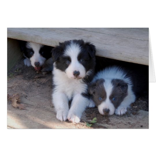 Border Collie Puppy Trio Note Cards