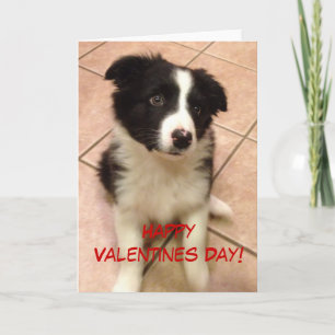 Border Collie Puppy Valentine's Day Card