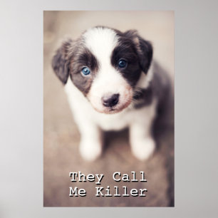 Border Collie Puppy With Blue Eyes Poster
