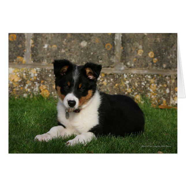 Border Collie Puppy with Leaf in Mouth (Front Horizontal)