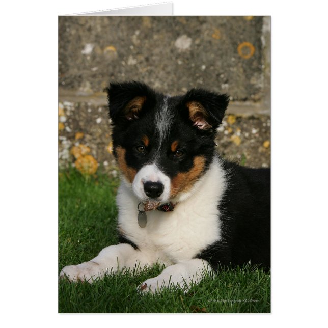 Border Collie Puppy with Leaf in Mouth (Front)