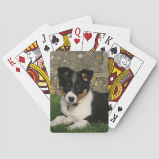 Border Collie Puppy with Leaf in Mouth Playing Cards