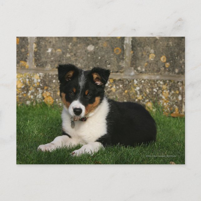 Border Collie Puppy with Leaf in Mouth Postcard (Front)