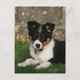 Border Collie Puppy with Leaf in Mouth Postcard