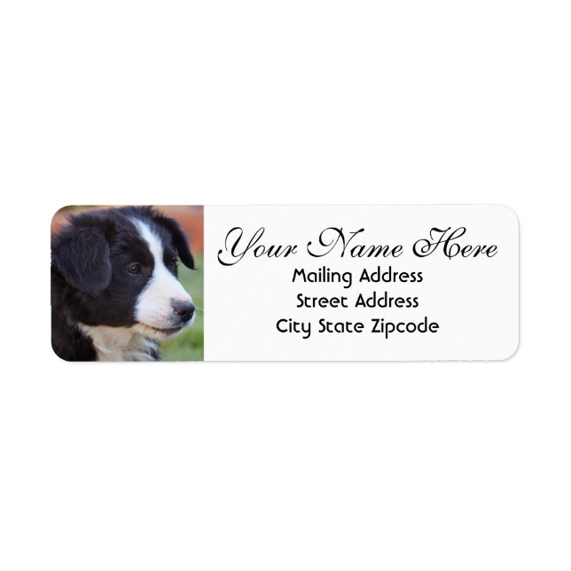 Border Collie Return Address Return Address Label (Front)