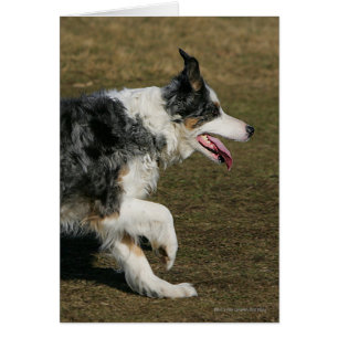 Border Collie Running 1