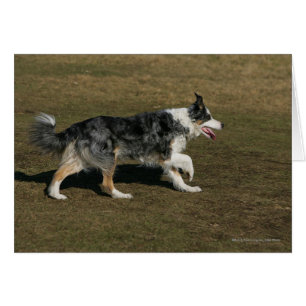 Border Collie Running 1