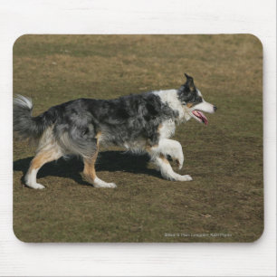 Border Collie Running 1 Mouse Pad