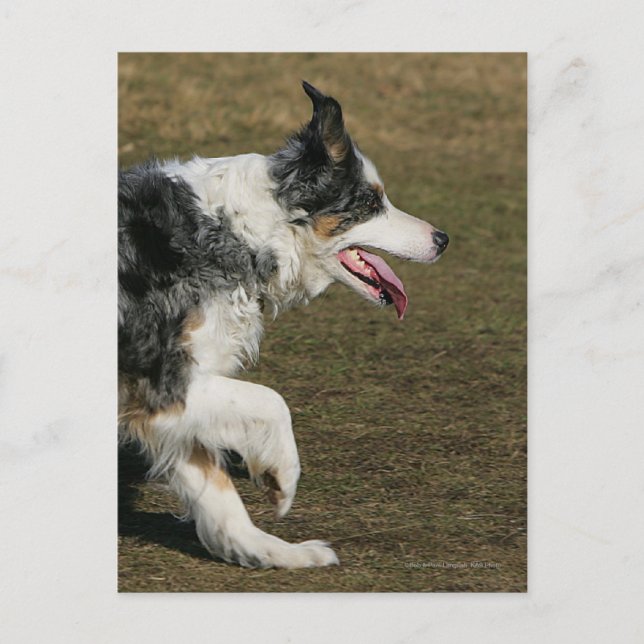 Border Collie Running 1 Postcard (Front)