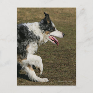 Border Collie Running 1 Postcard
