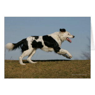 Border Collie Running 2