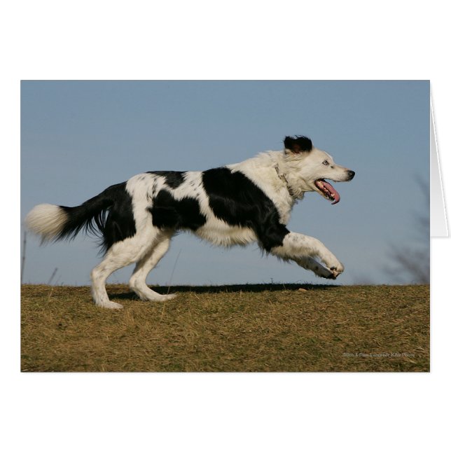 Border Collie Running 2 (Front Horizontal)