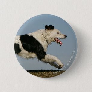Border Collie Running 2 6 Cm Round Badge