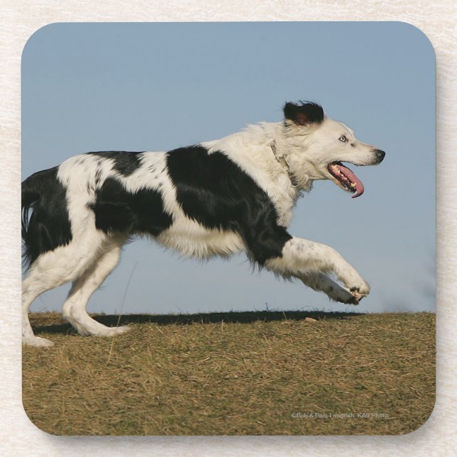 Border Collie Running 2 Coaster (Front)