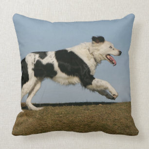 Border Collie Running 2 Cushion