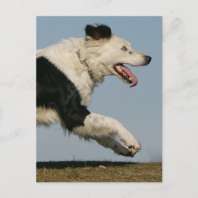 Border Collie Running 2 Postcard (Front)