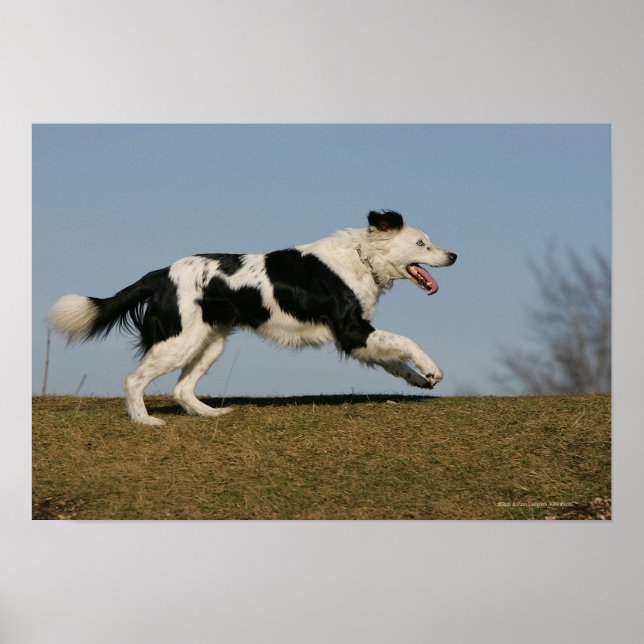 Border Collie Running 2 Poster (Front)