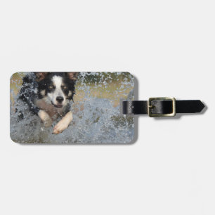 border collie running in water luggage tag